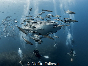 Aloha

Whale Shark - Rhincodon typus

Sail Rock, Thai... by Stefan Follows 